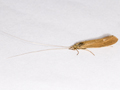 Ceraclea senilis